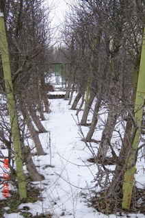 Сад на шести сотках