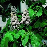 Снова цветут каштаны. Из истории киевских каштанов