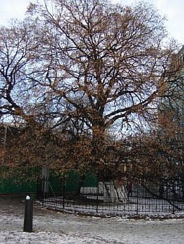 Зеленые патриархи Киева