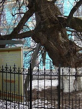 Зеленые патриархи Киева