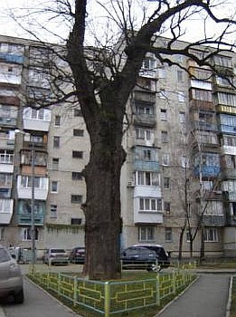 Зеленые патриархи Киева