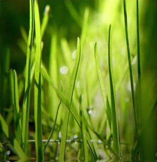 Лучшее экологическое биотопливо растет у нас под ногами