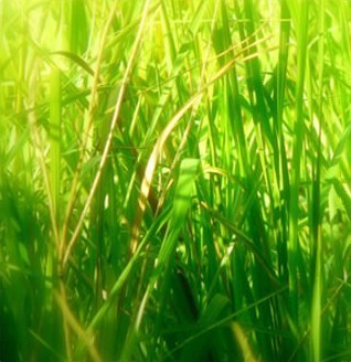 Лучшее экологическое биотопливо растет у нас под ногами