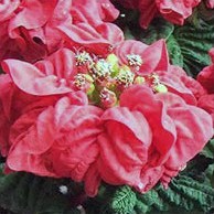 Poinsettia pulcherrima - ядовитая, прекрасная и полезная