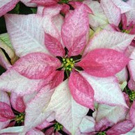 Poinsettia pulcherrima - ядовитая, прекрасная и полезная