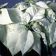 Poinsettia pulcherrima - ядовитая, прекрасная и полезная