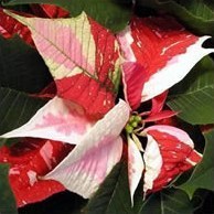 Poinsettia pulcherrima - ядовитая, прекрасная и полезная