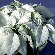 Poinsettia pulcherrima - ядовитая, прекрасная и полезная