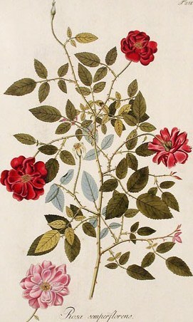 Rosa chinensis var. semperflorens