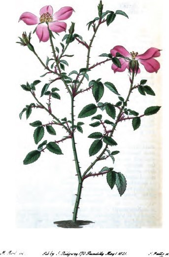 Rosa lawranceana. Мари Лоуренс