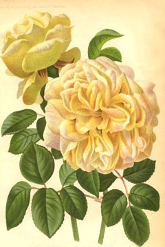 Rosa ‘Marechal Niel’