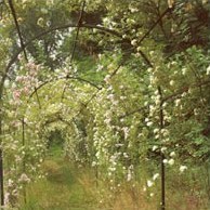 Пергола