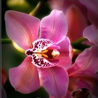 Орхидеи в Древнем Китае