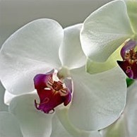 Орхидеи в Древнем Китае