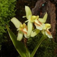 История Орхидей. Орхидеи в Европе