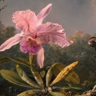 Таинственная орхидея