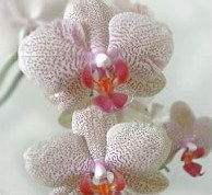 Таинственная орхидея