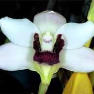Температура для орхидей