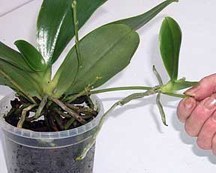 Размножение орхидей детками