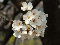 Уход за цветущими ветвями