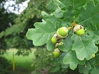 Фрагмент дерева - листья зеленого дуба