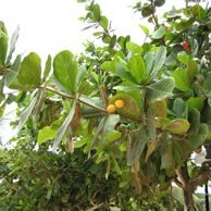 Mangifera sylvatica с Mangifera Indica
