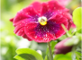 20 весенних цветов для Вашего сада
