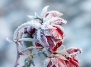 7 топ-подсказок как защитить растения зимой