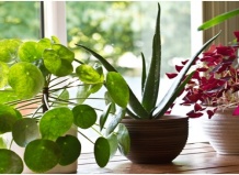 Заполняйте дом комнатными растениями – они полезны для кожи