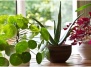 Заполняйте дом комнатными растениями – они полезны для кожи