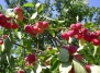 Райские яблони – польза и украшение сада