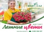 Яркая коллекция летних цветов в садовых центрах ВАШ САД!