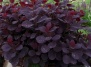 Скумпия Royal Purple в Садовых центрах ВАШ САД!