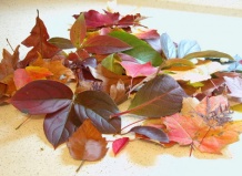 Как сохранить красоту осенних листьев