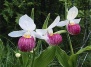 Обнаружена пыльца древнейшей орхидеи