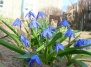 Пролеска