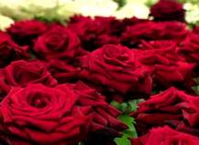 Индус подарил возлюбленной букет из 3000 цветов