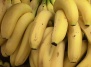 Бананы могут стать вымирающим видом растений