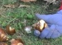 Когда следует подкармливать весеннецветущие луковичные растения?