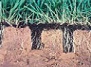 Когда проводить аэрацию газона?