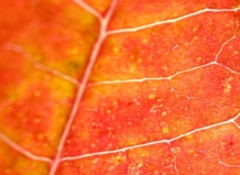 Листья краснеют, чтобы вредители синели