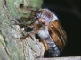 Биологи настраивают жуков против растений