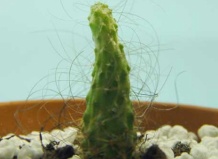 Генетические мистификации: волосатый кактус