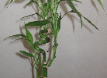 Размножение  Lucky Bamboo