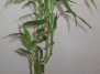 Размножение  Lucky Bamboo
