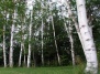Береза белая