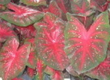 Caladium—Как выращивать каладиум Caladium—Как выращивать каладиум