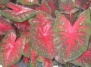 Caladium—Как выращивать каладиум