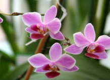 Как пересаживать орхидеи?