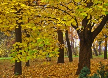 10 задач, выполняемых осенью, для весеннего сада